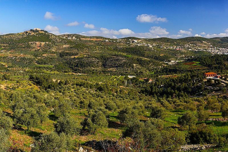 Champs d'oliviers dans les environs de la forteresse d'Ajloun - Jordanie
