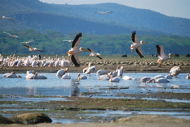Pélicans sur le lac Nakuru - Kenya