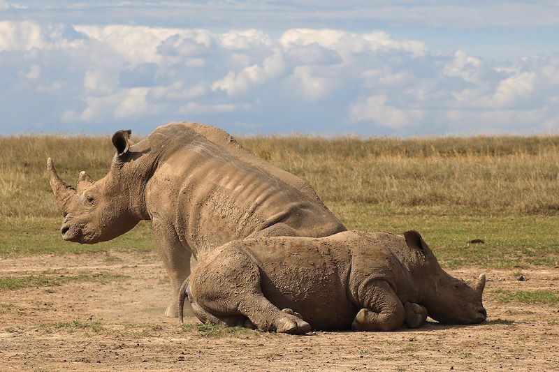 Rhinocéros - Ol Pejeta Conservancy - Laikipia - Kenya