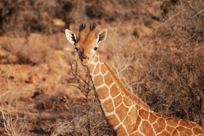 Girafes dans la réserve nationale de Samburu - Kenya