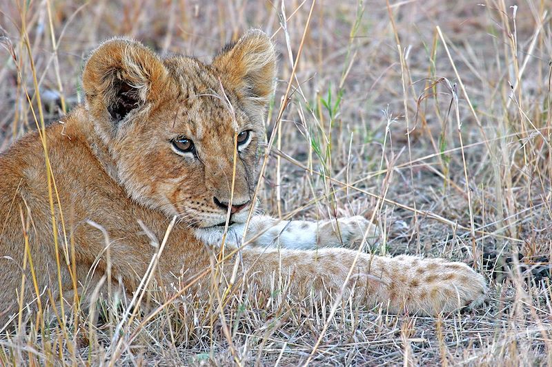 Lionceau dans la réserve nationale du Masai Mara - Kenya