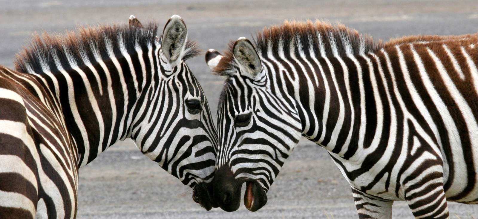 Image Total Trip au Kenya
