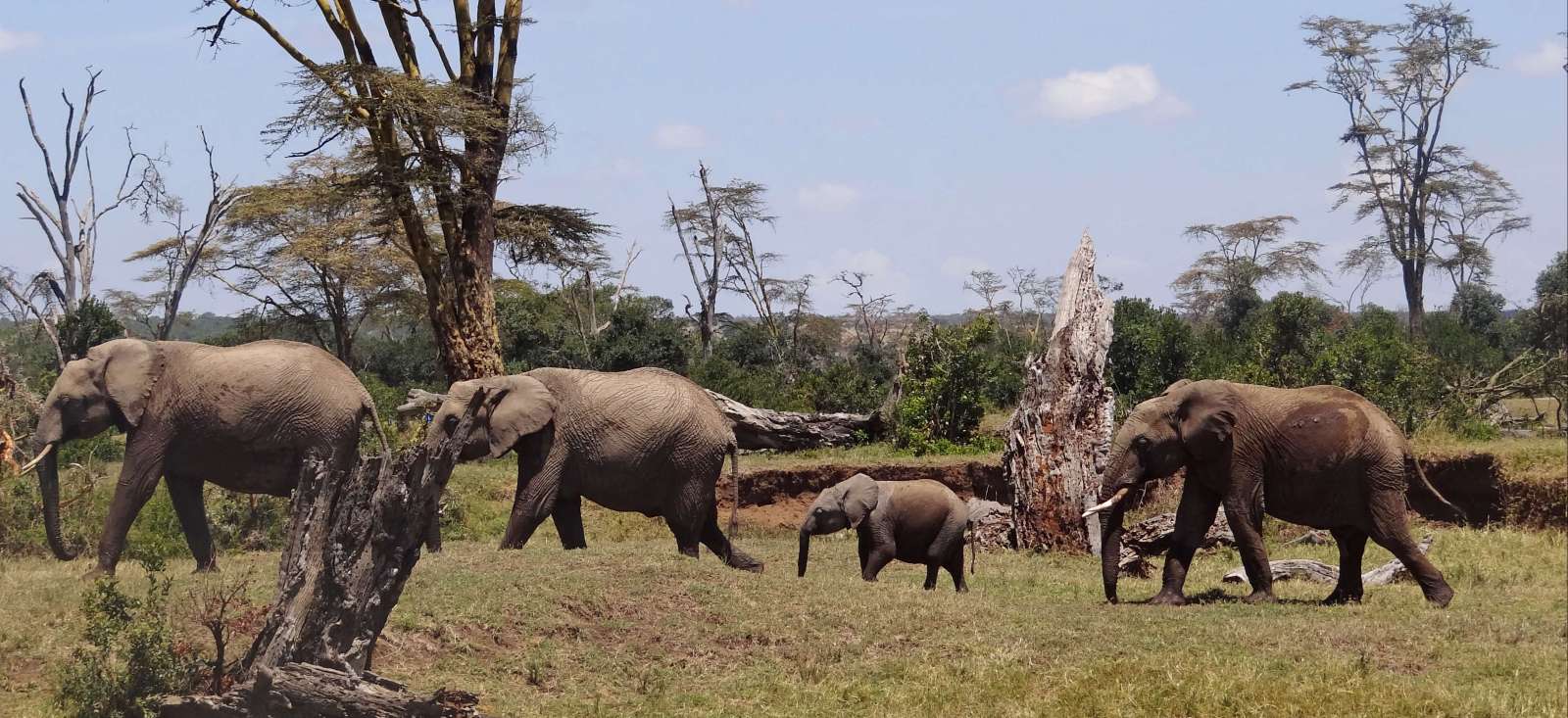 Image Les incontournables du safari au Kenya