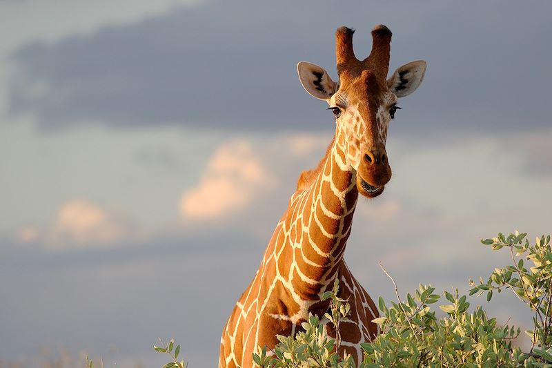 Girafe dans la réserve nationale de Samburu - Kenya