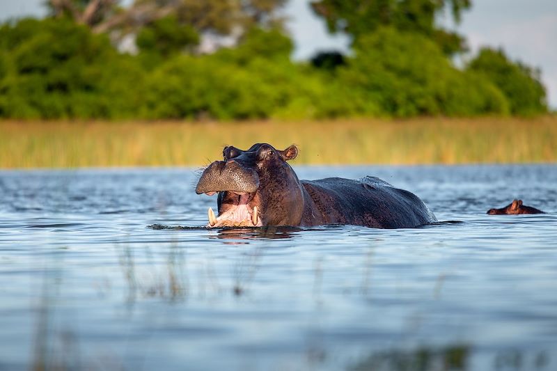 Hippopotames dans l'eau - Réserve nationale du Masai Mara - Kenya