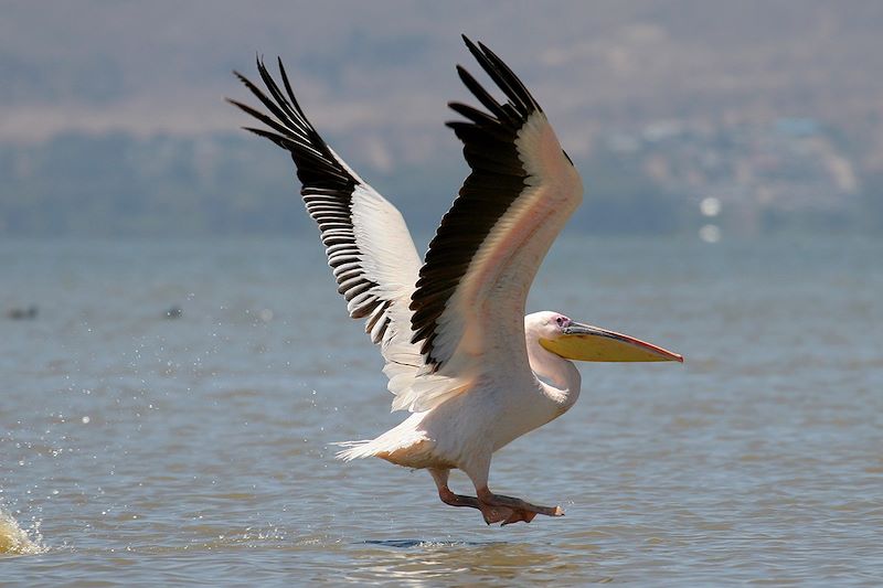 Pélican sur le lac Naivasha - Kenya