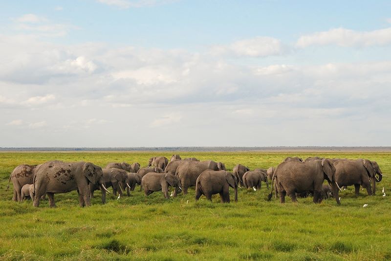 Troupeau d'éléphants dans le parc national d'Amboseli - Kenya