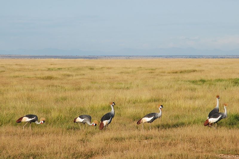 Grues couronnées dans le parc national d'Amboseli - Kenya