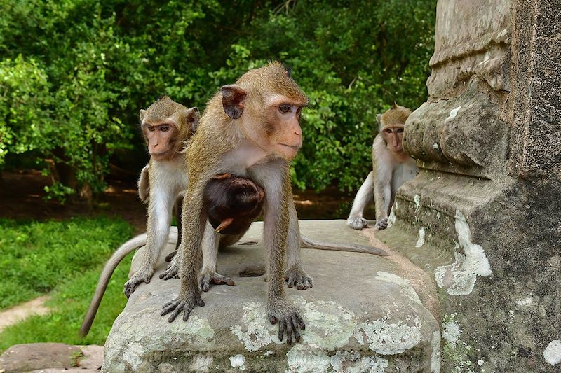 Des singes à Angkor Vat - Province de Siem Reap - Cambodge 