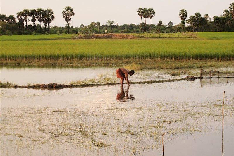 Récolte du riz - Cambodge