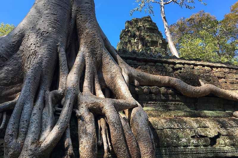 Le temple Ta Prohm sur le site d'Angkor - Province de Siem Reap - Cambodge