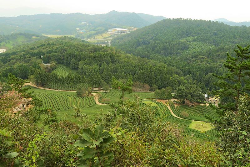 Plantations de thé de Boseong - Corée du Sud