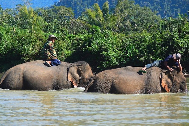 Eléphants dans une rivière - Nord Laos