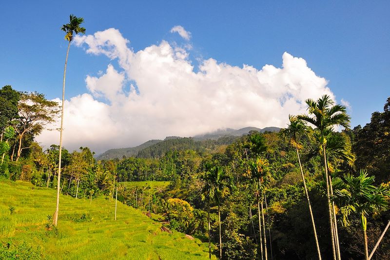 Knuckles Range - District de Kandy - Sri Lanka