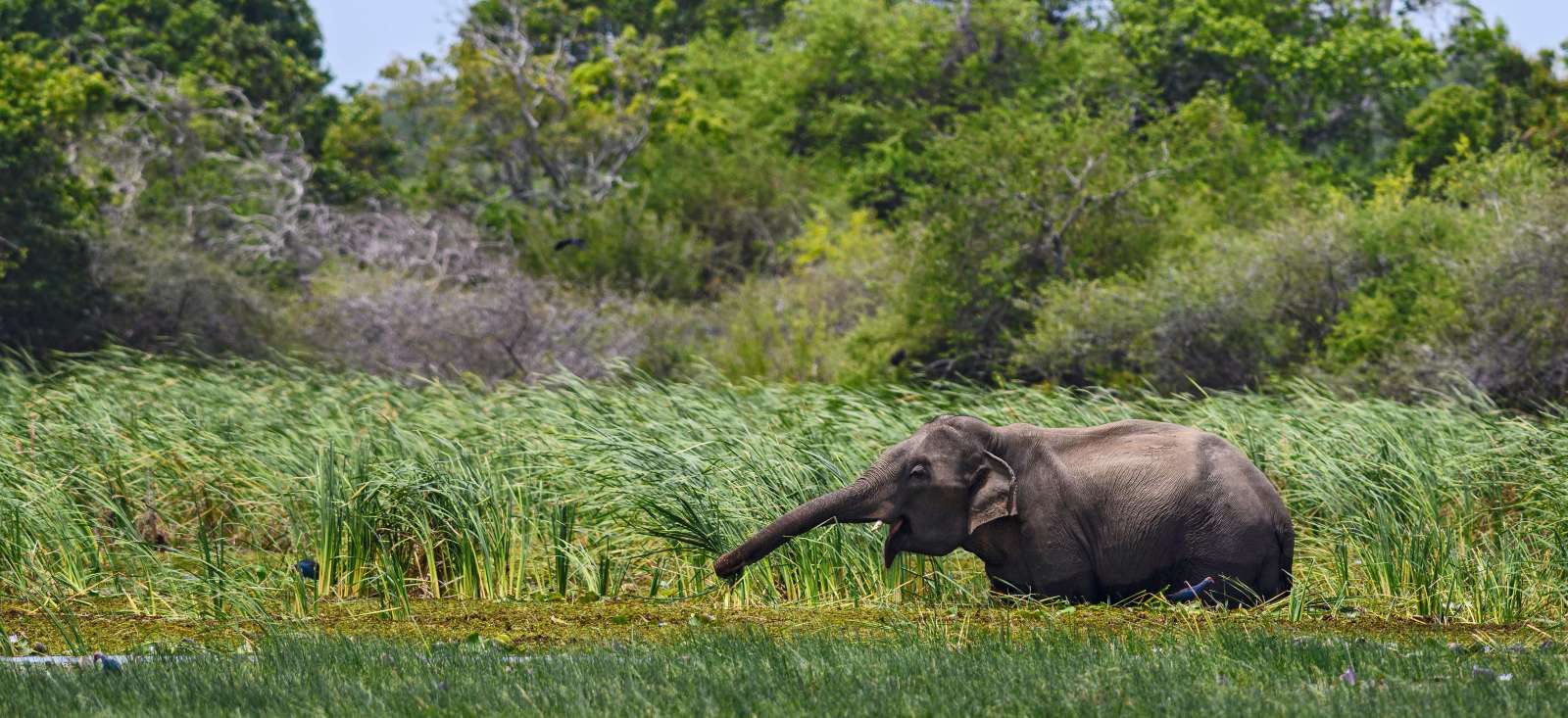Image Le Sri Lanka en écolodge