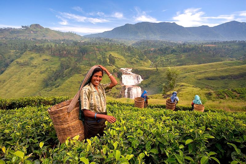 Femme dans les plantations de thé près de Nuwara Eliya - Sri Lanka