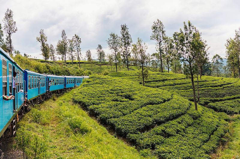 Un train cheminant à travers des plantations - Sri Lanka