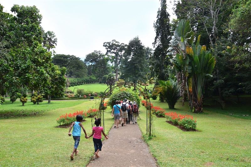 Jardin botanique de Peradeniya - Kandy - Province du centre - Sri Lanka