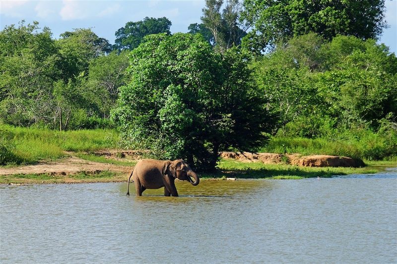 Parc national d'Uda Walawe - Province d'Uva - Sri Lanka