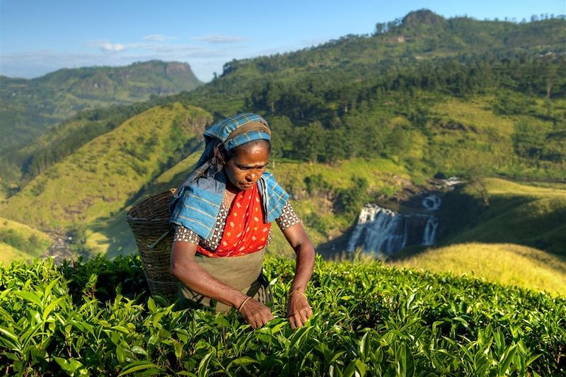 Cueilleuse de thé - Nuwara Eliya - Sri Lanka