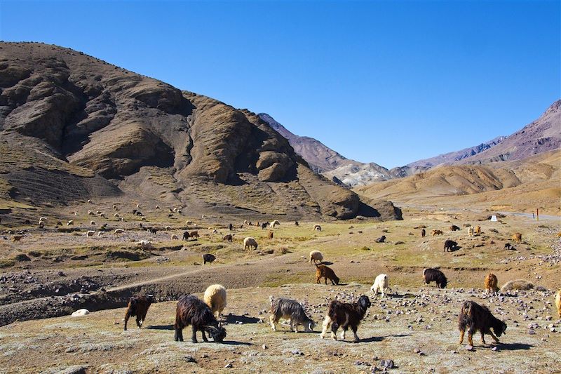 Troupeau de chèvres dans le col de Tizi n'Tichka - Haut Atlas - Maroc