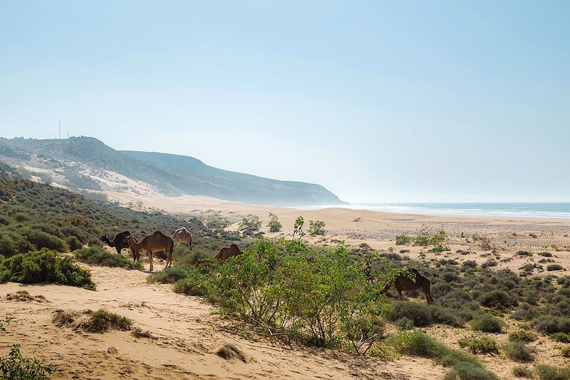 Chameaux à Tafedna - Province d'Essaouira - Maroc