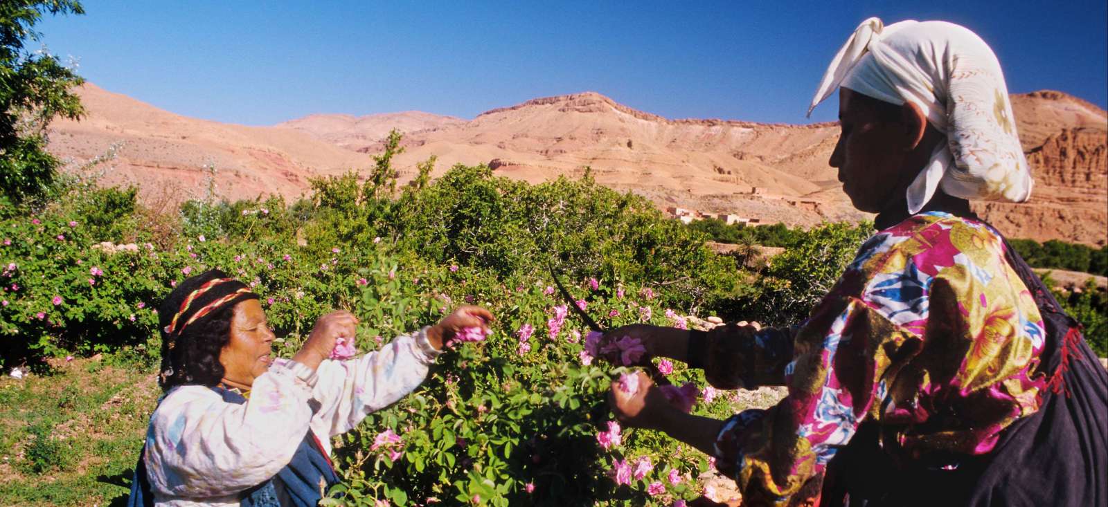 Image Une rose dans ma vallée (Vallée du Dadès)
