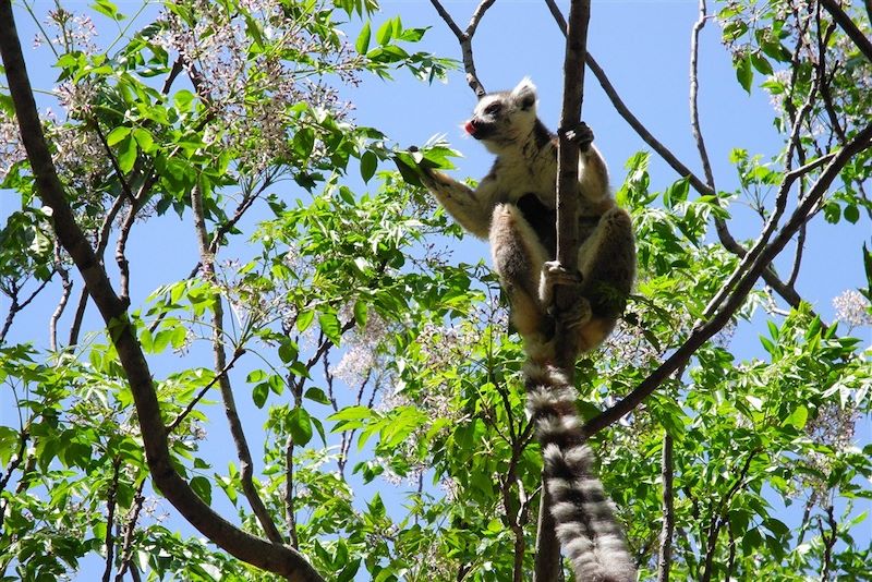 Parc National Isalo - Madagascar