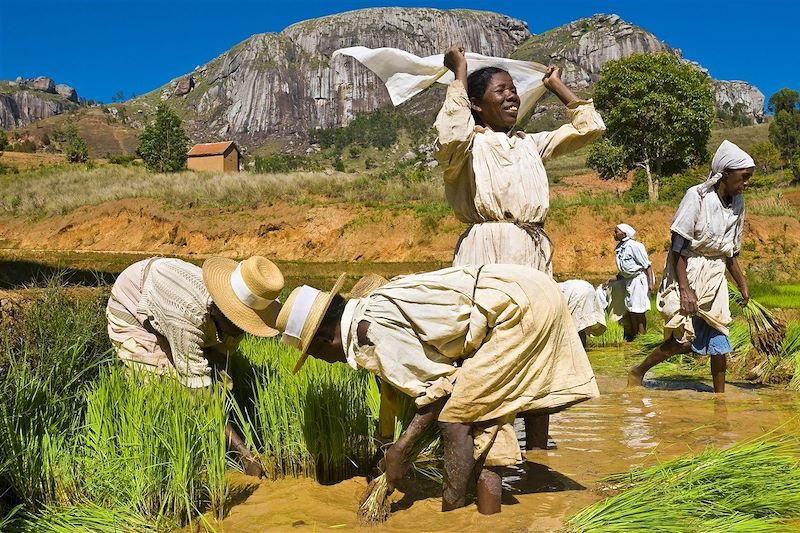 Travail dans les rizières - Haute Matsiatra - Hautes Terres centrales - Madagascar
