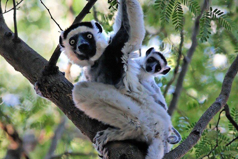 Parc National De Perinet - Andasibe - Madagascar