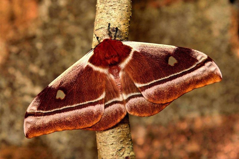 Ferme aux papillons - Marozevo - Madagascar