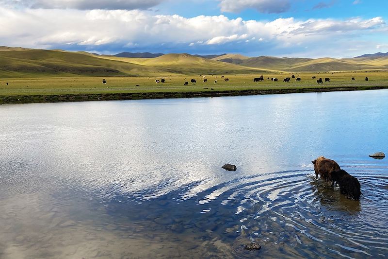 Yaks traversant l'Orkhon - Vallée de l'Orkhon - Sum de Kharkhorin - Mongolie