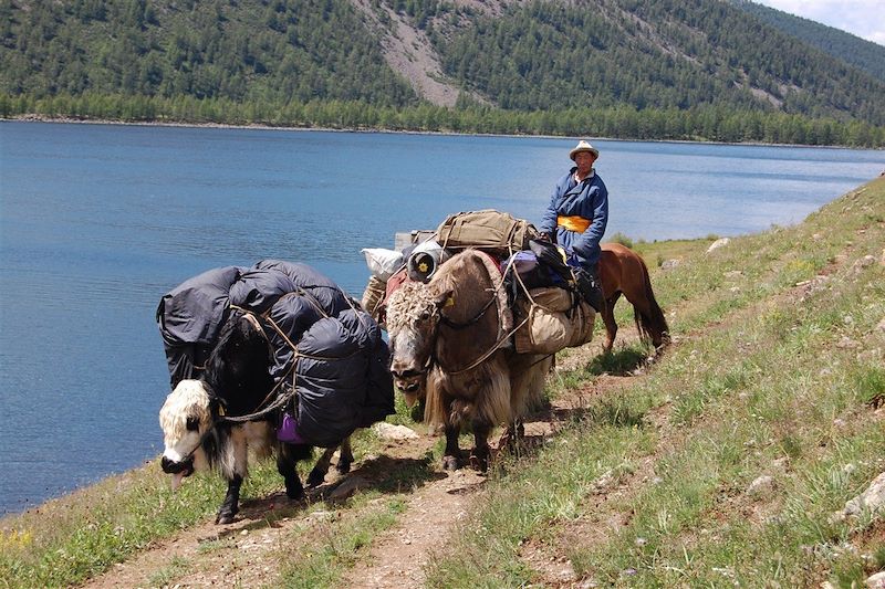 Portage par des yaks dans la région des 8 lacs - Mongolie