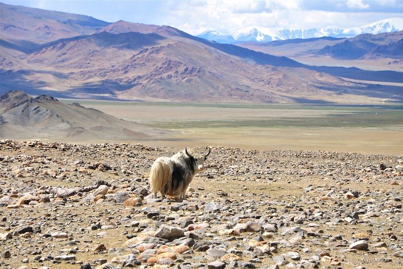 Yak dans la montagne Altaï - Mongolie