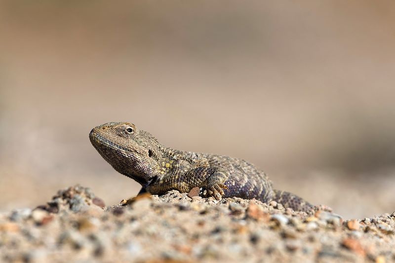 Gecko en Asie Centrale
