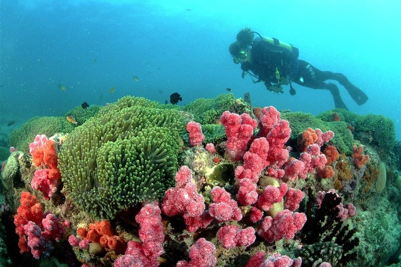 Plongée sous-marine - Mozambique