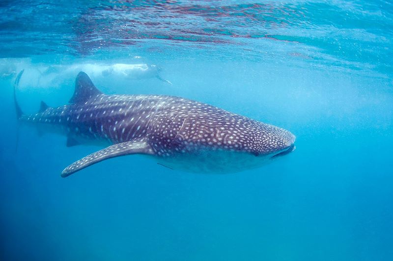 Requin-baleine - Tofo - Mozambique