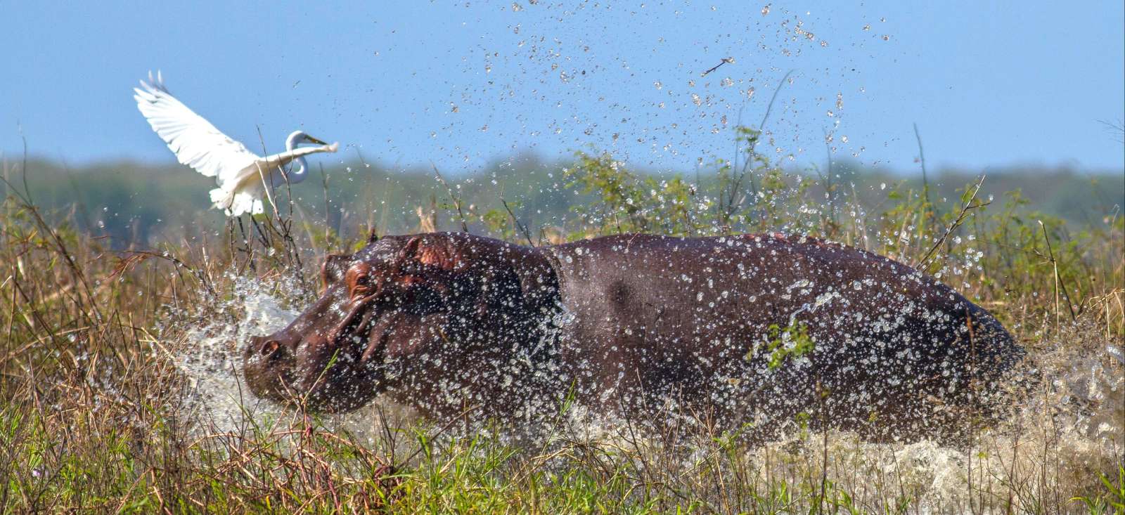 Safari Mozambique : Du parc de Gorongosa aux plages du Mozambique Safari - Du parc de Gorongosa aux plages du Mozambique