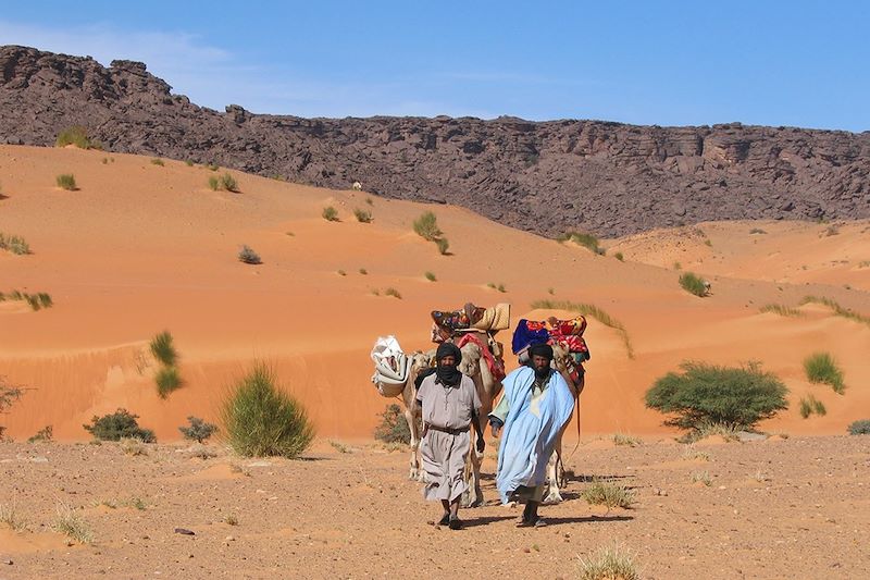 Chameliers dans l'Adrar - Mauritanie