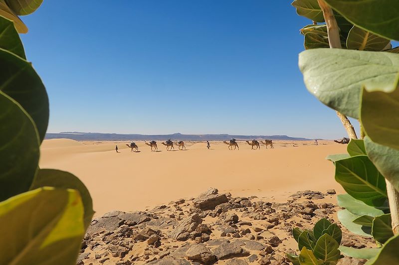 Caravane de chameaux dans le désert - El Meddah - Adrar - Mauritanie