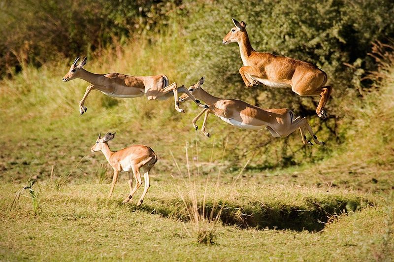 Impalas dans le parc national de Luangwa Sud - Zambie