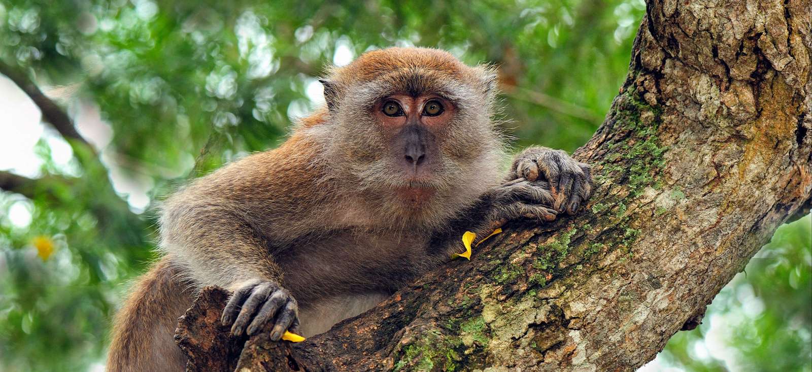 Image Les incontournables de la Malaisie
