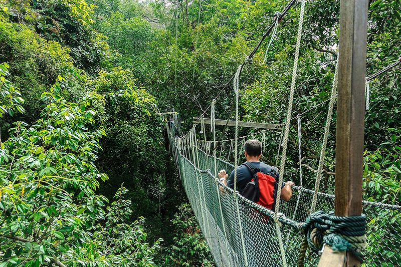Pont de cordes dans la jungle de Taman Negara - Malaisie