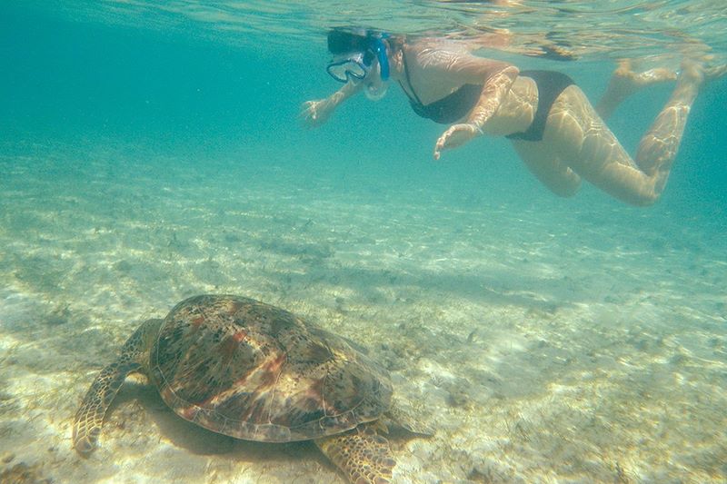 Baignade avec les tortues - Mayotte