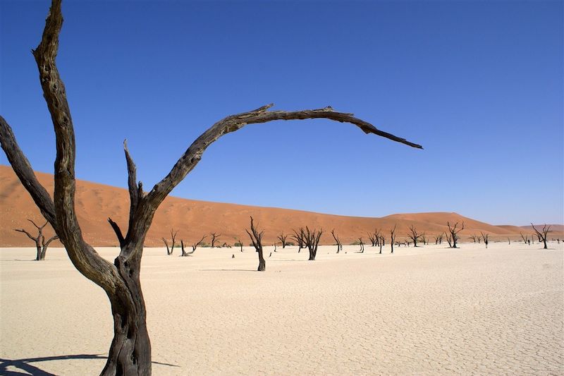 Vallée des arbres morts - Désert de Namib - Namibie