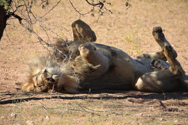 Lion dans le désert du Kalahari - Namibie