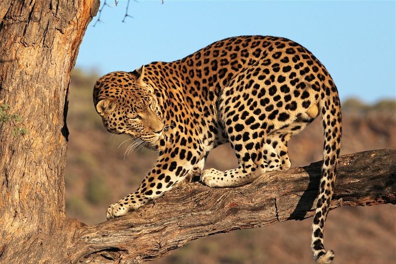 Léopard - Namibie