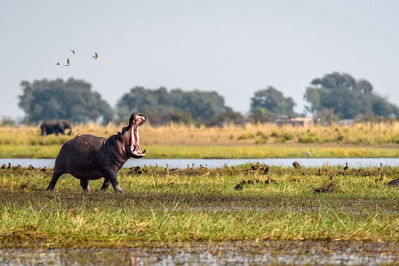 Hippopotames dans le parc national de Chobe - Botswana