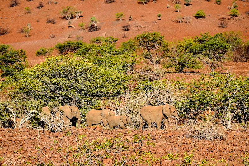 Éléphants - Plateau d'Etendeka - Namibie