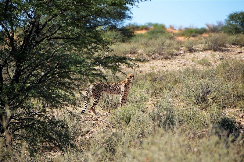 Léopard dans le désert du Kalahari - Namibie